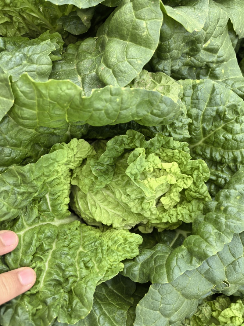 精品云南毛白菜0.6-0.9kg毛菜，质量三包