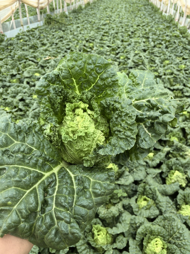 精品云南毛白菜0.6-0.9kg毛菜，质量三包