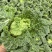 精品云南毛白菜0.6-0.9kg毛菜，质量三包