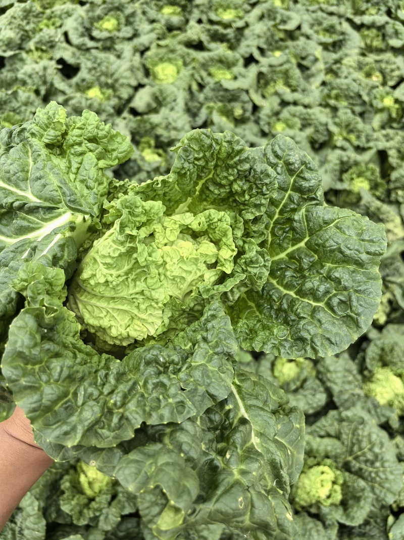 精品云南毛白菜0.6-0.9kg毛菜，质量三包