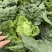 精品云南毛白菜0.6-0.9kg毛菜，质量三包