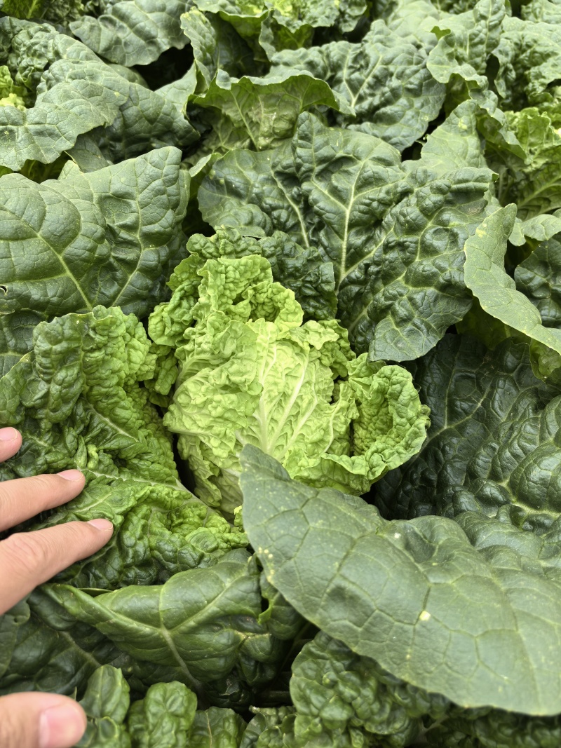精品云南毛白菜0.6-0.9kg毛菜，质量三包