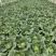 精品云南毛白菜0.6-0.9kg毛菜，质量三包