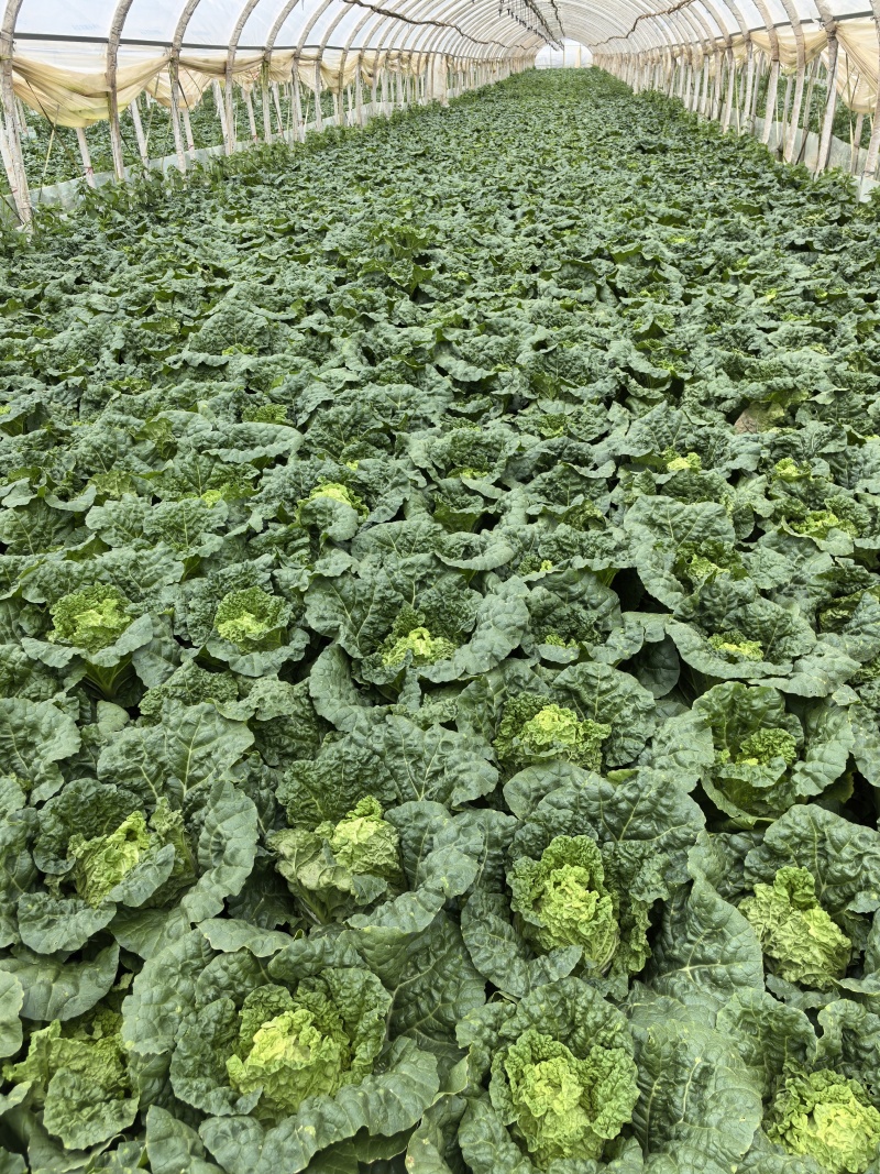 精品云南毛白菜0.6-0.9kg毛菜，质量三包
