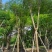 凤凰木15～25公分基地直发规格齐全质量优质