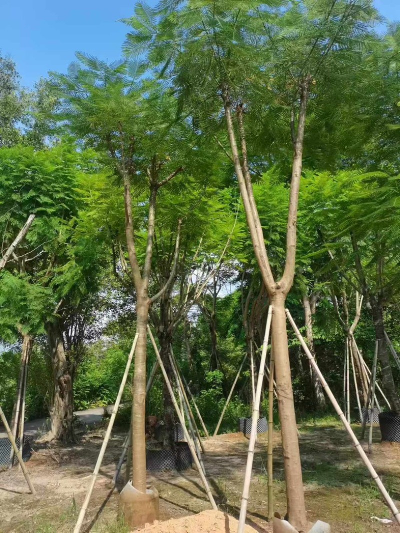 凤凰木15～25公分基地直发规格齐全质量优质