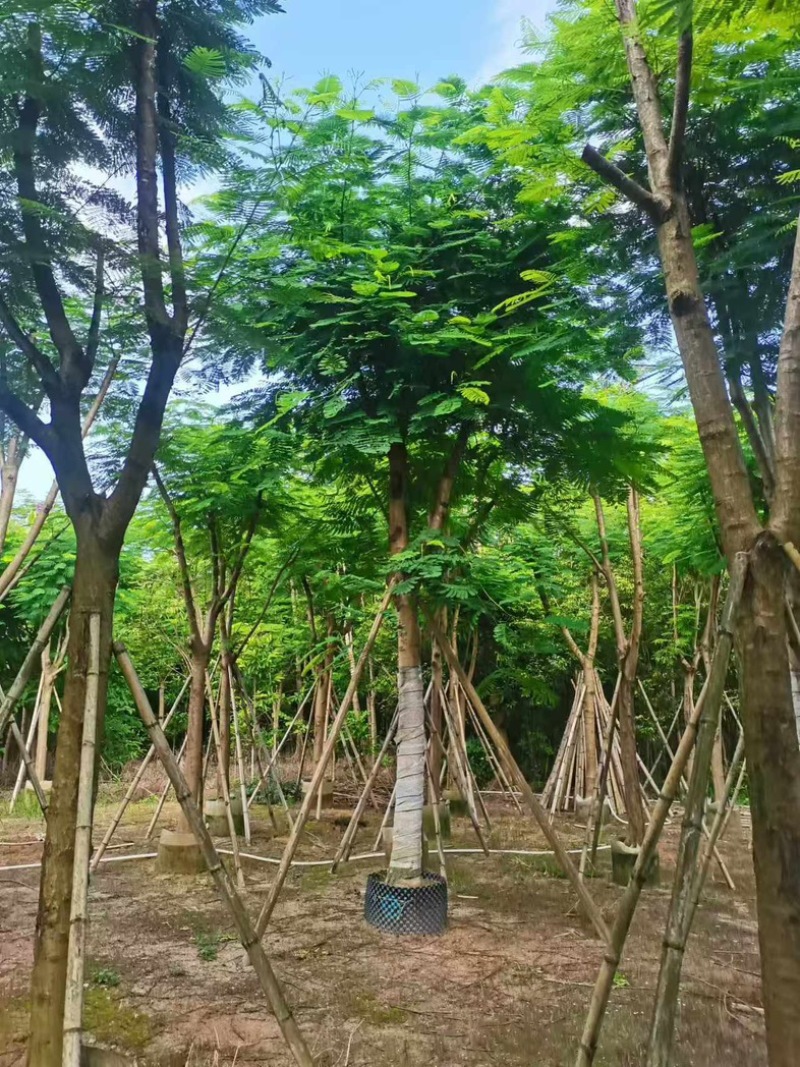 凤凰木15～25公分基地直发规格齐全质量优质