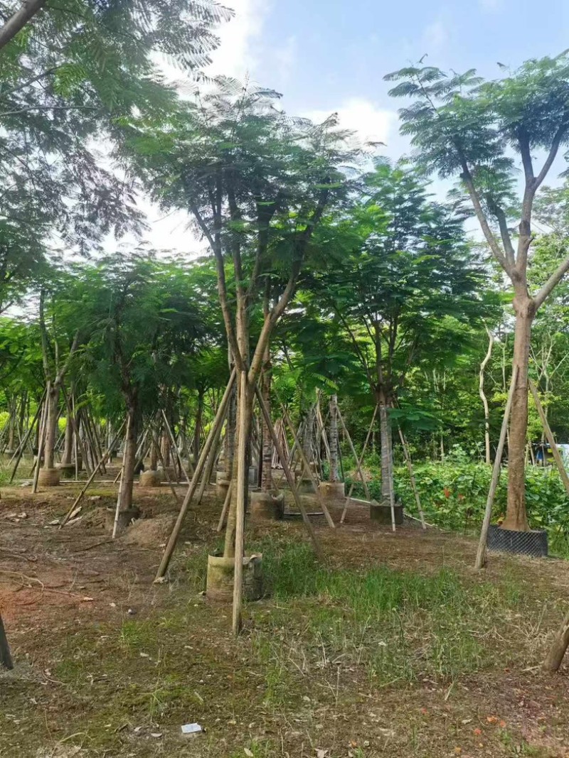 凤凰木15～25公分基地直发规格齐全质量优质