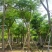 凤凰木15～25公分基地直发规格齐全质量优质