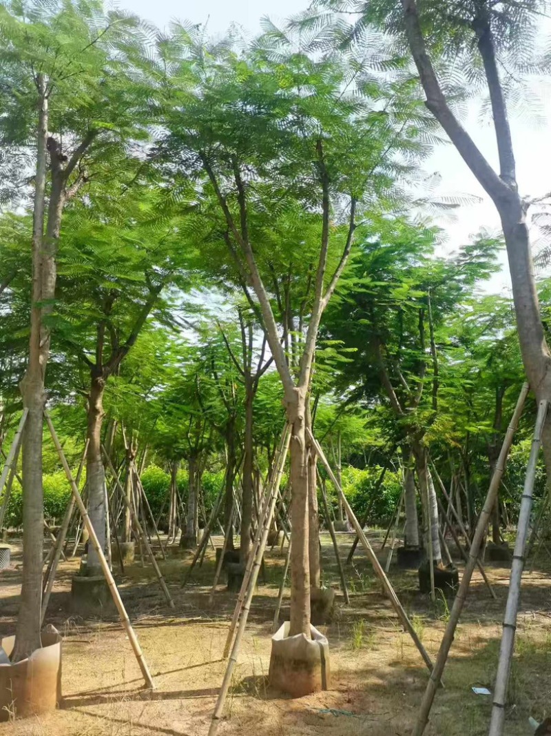 凤凰木15～25公分基地直发规格齐全质量优质