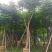 凤凰木15～25公分基地直发规格齐全质量优质
