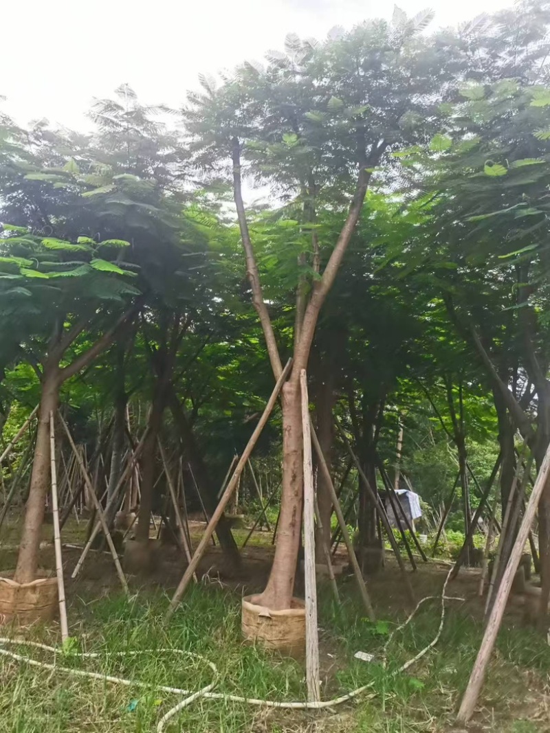凤凰木15～25公分基地直发规格齐全质量优质