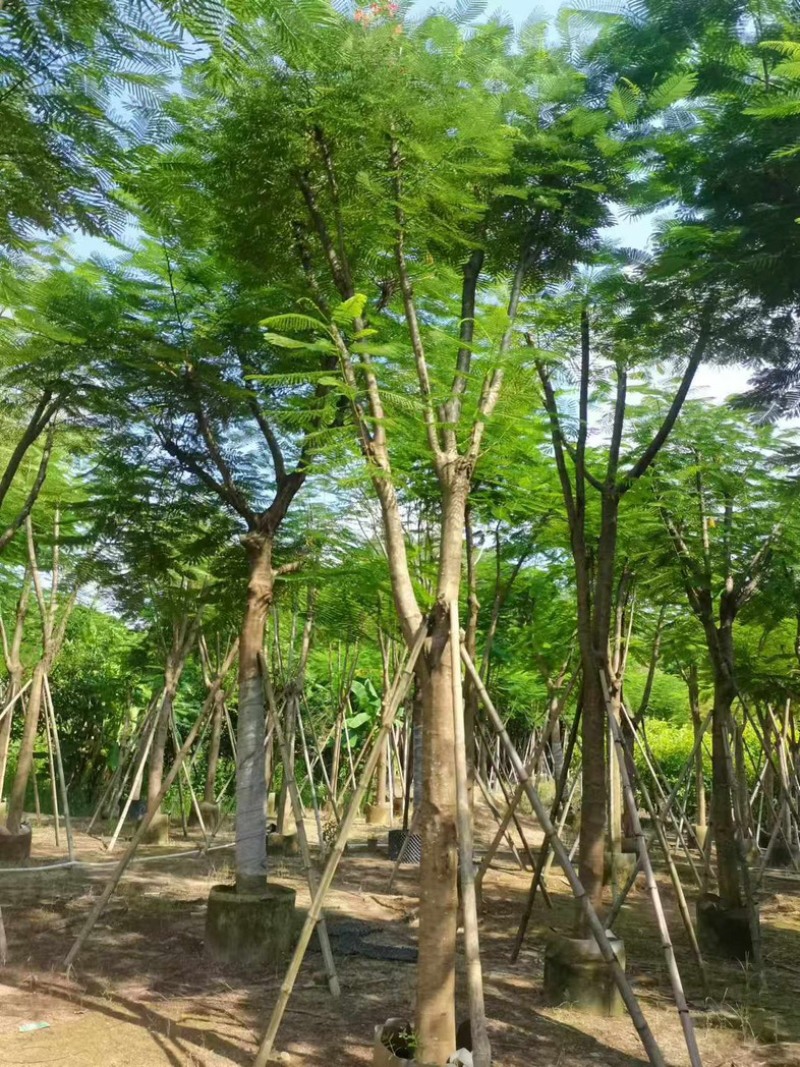 凤凰木15～25公分基地直发规格齐全质量优质