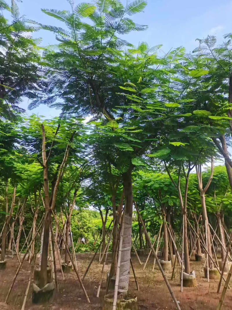 凤凰木15～25公分基地直发规格齐全质量优质
