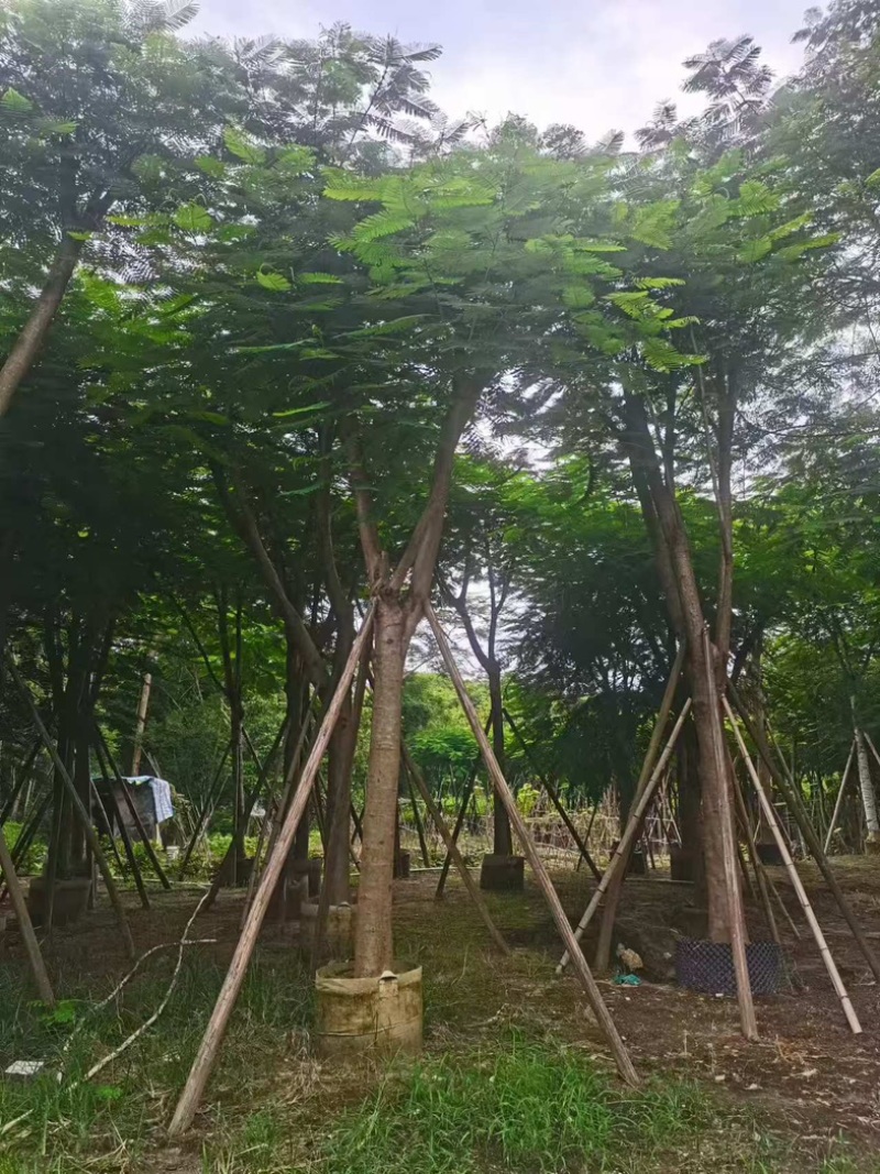 凤凰木15～25公分基地直发规格齐全质量优质