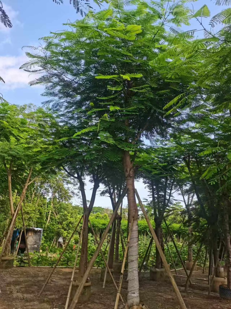 凤凰木15～25公分基地直发规格齐全质量优质