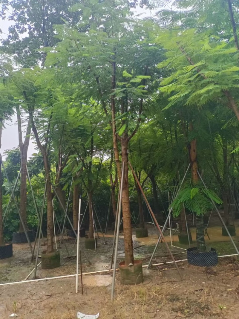 凤凰木15～25公分基地直发规格齐全质量优质