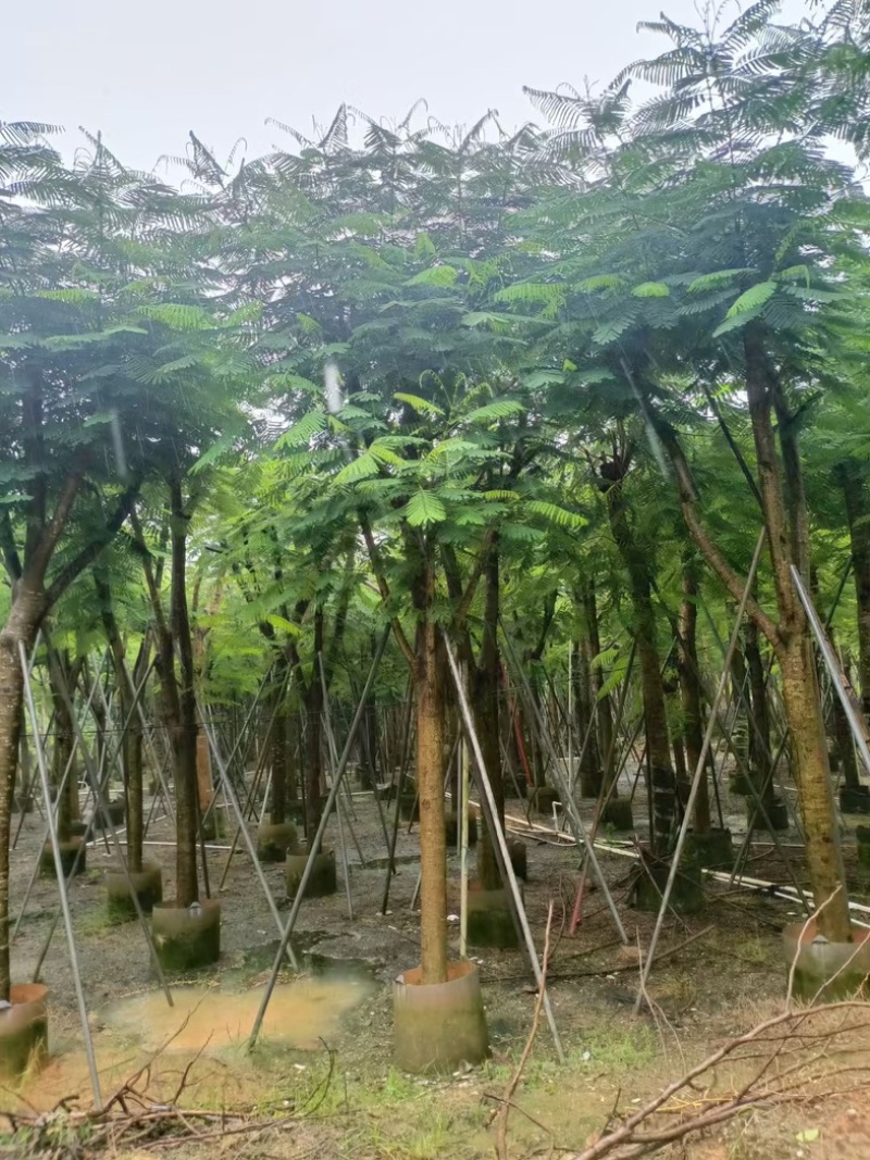 凤凰木15～25公分基地直发规格齐全质量优质