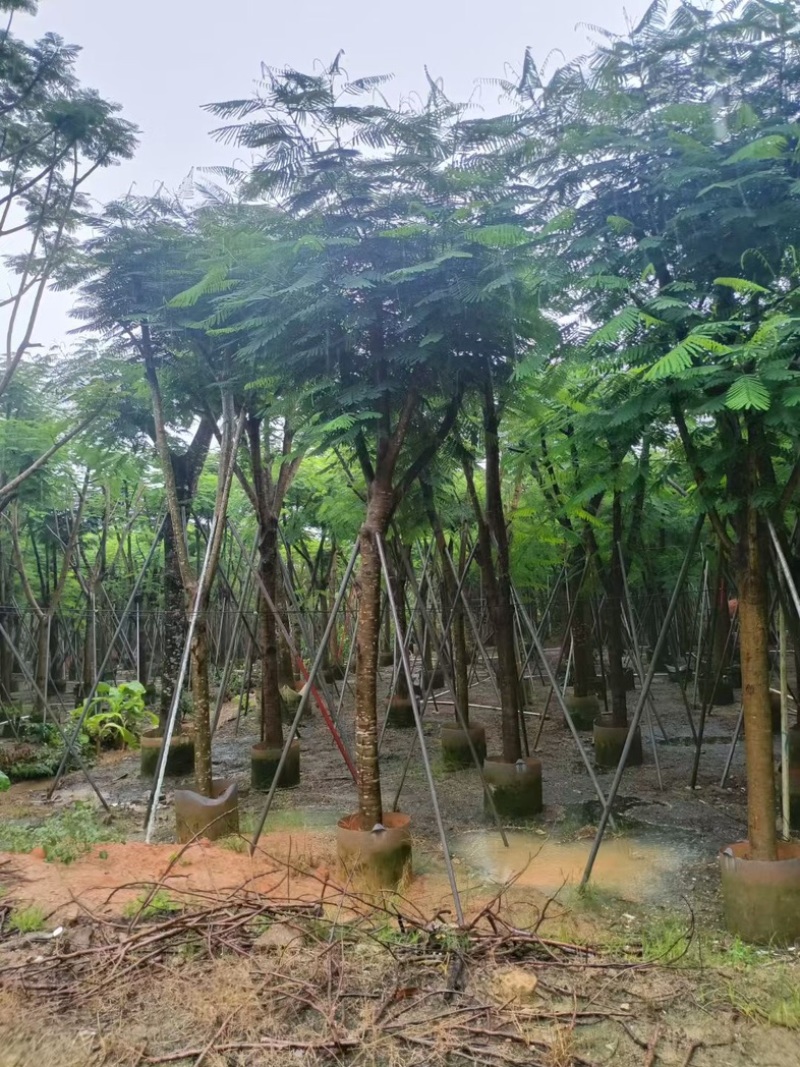 凤凰木15～25公分基地直发规格齐全质量优质