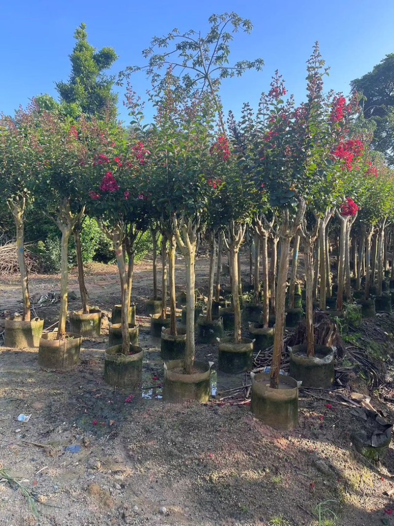 小叶紫薇/红火箭紫薇5～10公分基地直发规格齐全