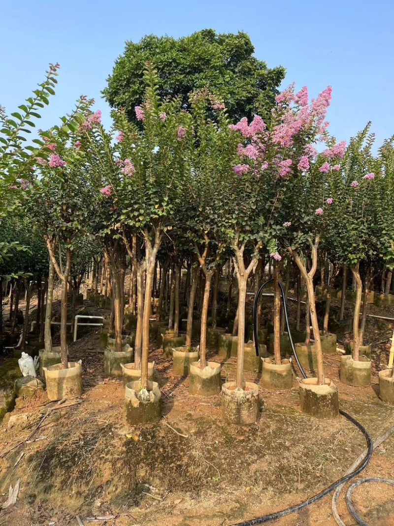 小叶紫薇/红火箭紫薇5～10公分基地直发规格齐全