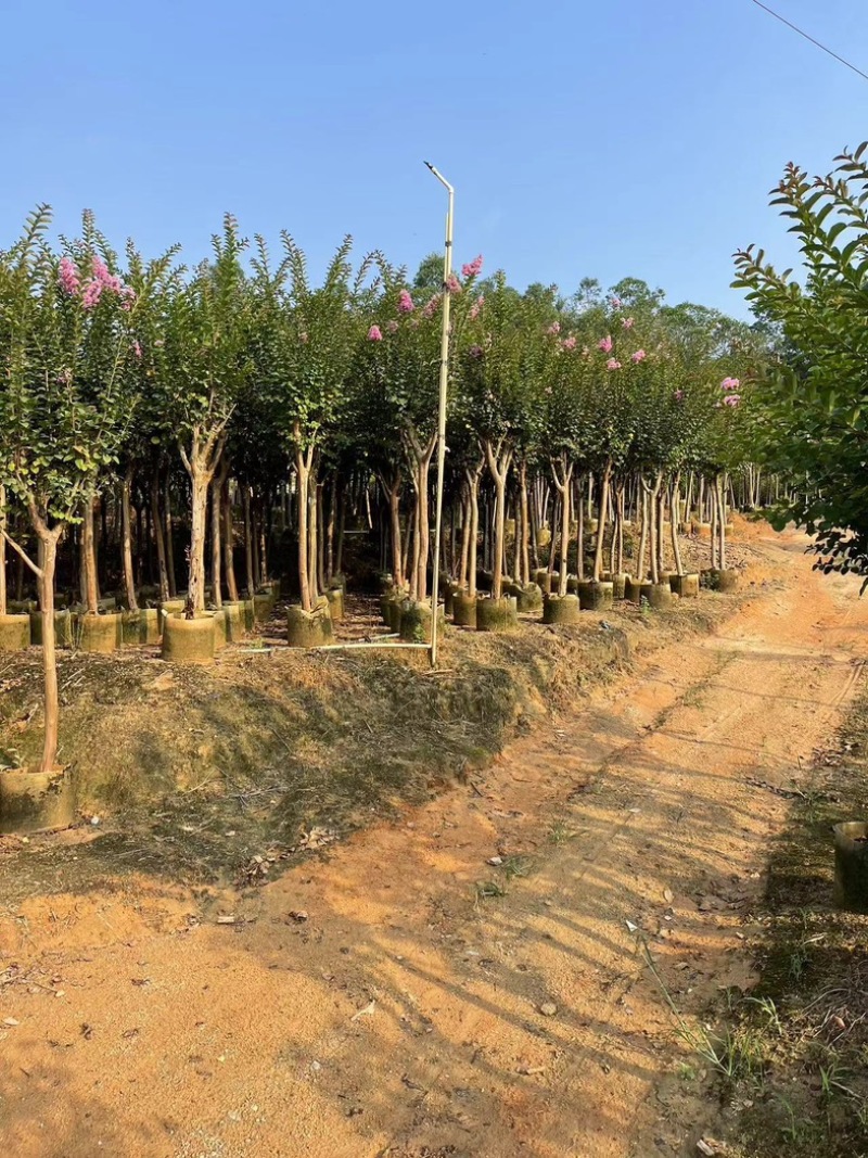 小叶紫薇/红火箭紫薇5～10公分基地直发规格齐全