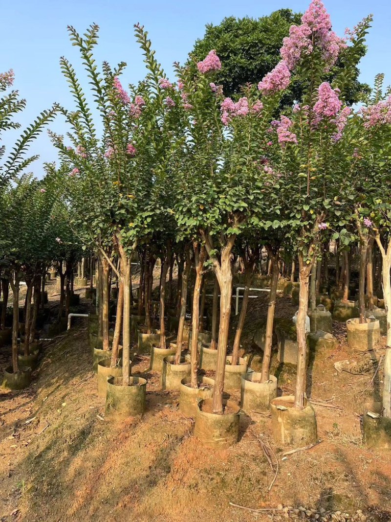 小叶紫薇/红火箭紫薇5～10公分基地直发规格齐全