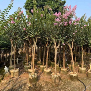 小叶紫薇/红火箭紫薇5～10公分基地直发规格齐全