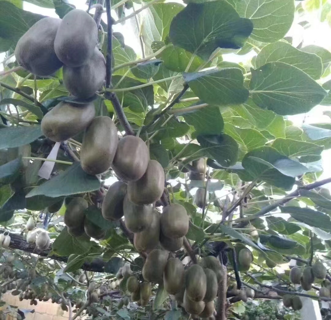 猕猴桃品种对比图