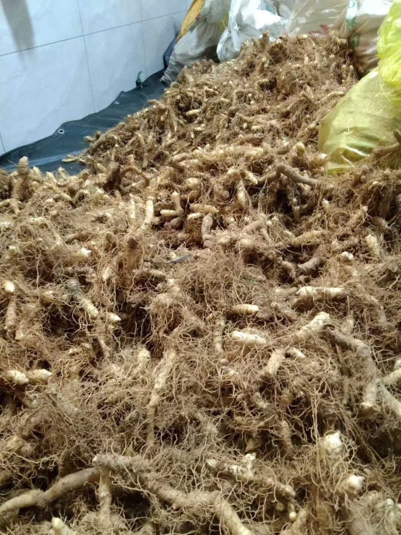 玉竹苗头南玉竹