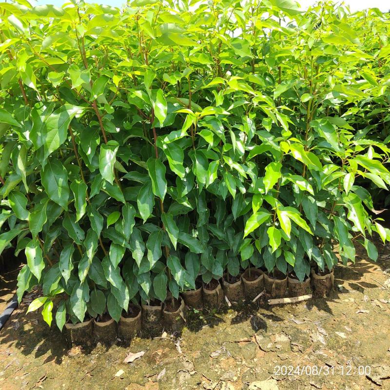 香樟苗无纺布香樟杯苗香樟袋苗樟树苗一年生香樟杯苗成