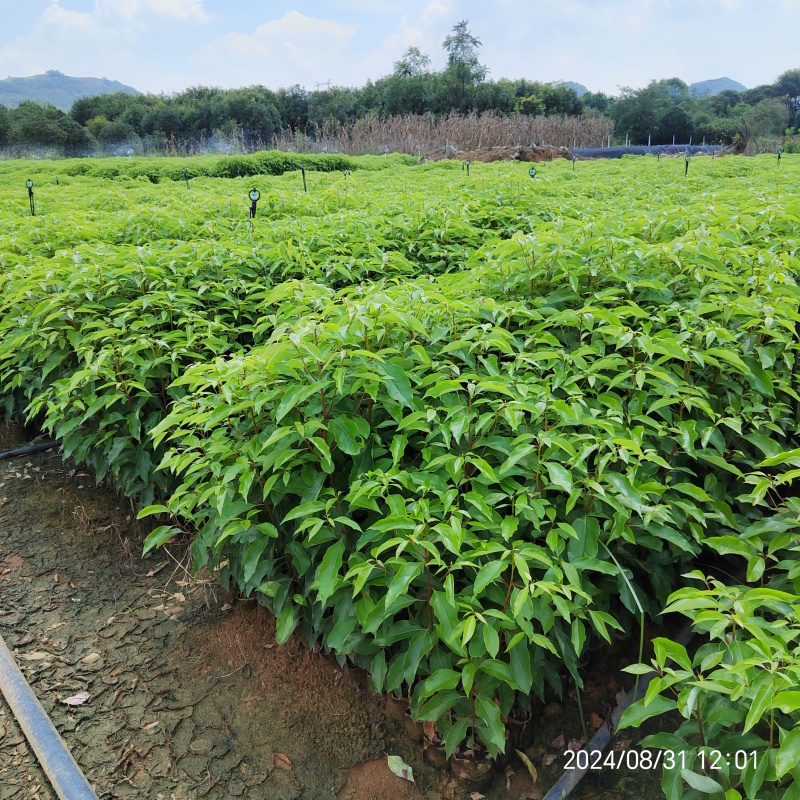 香樟苗无纺布香樟杯苗香樟袋苗樟树苗一年生香樟杯苗成