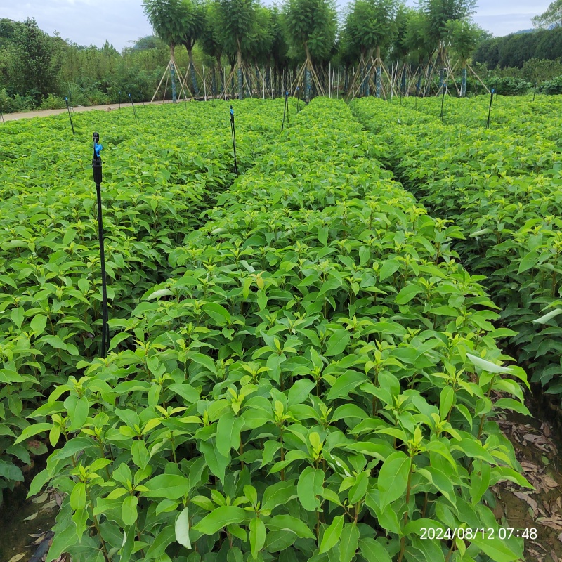 香樟苗无纺布香樟杯苗香樟袋苗樟树苗一年生香樟杯苗成
