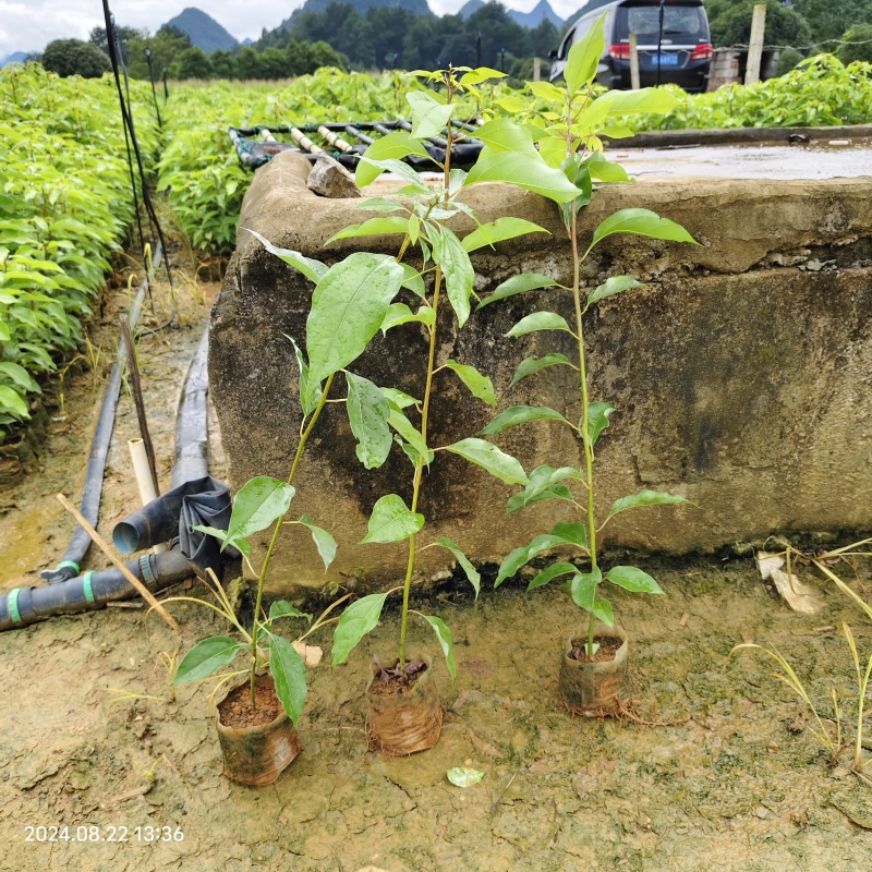 香樟苗无纺布香樟杯苗香樟袋苗樟树苗一年生香樟杯苗成