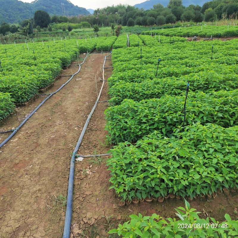 香樟苗无纺布香樟杯苗香樟袋苗樟树苗一年生香樟杯苗成