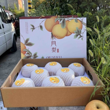 秋月梨糖度15➕，电商，市场，精品高端