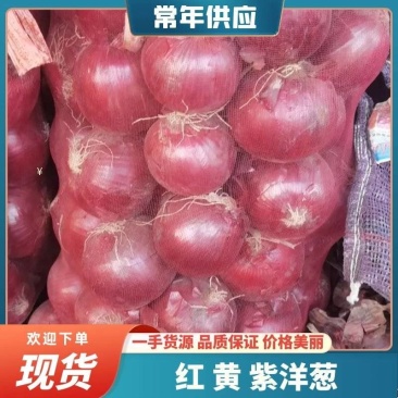红黄紫洋葱产地发货可实地考察电商超市均可货源充足