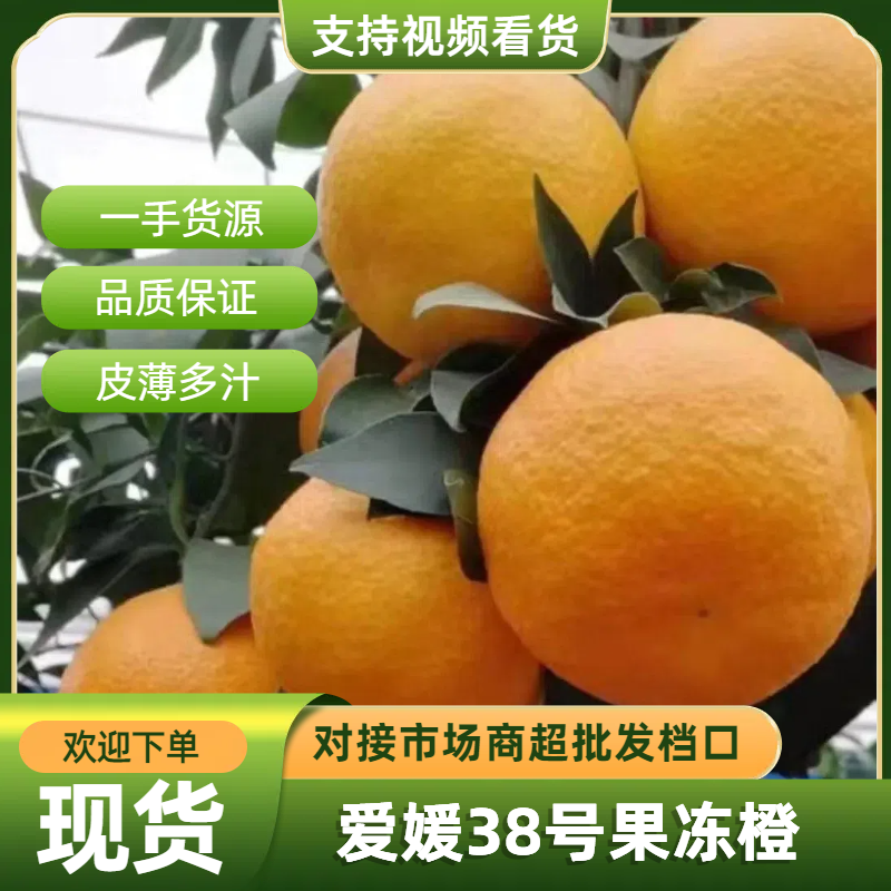 爱媛果冻橙大量新鲜上市，产地专业代办，诚信经营品质保障