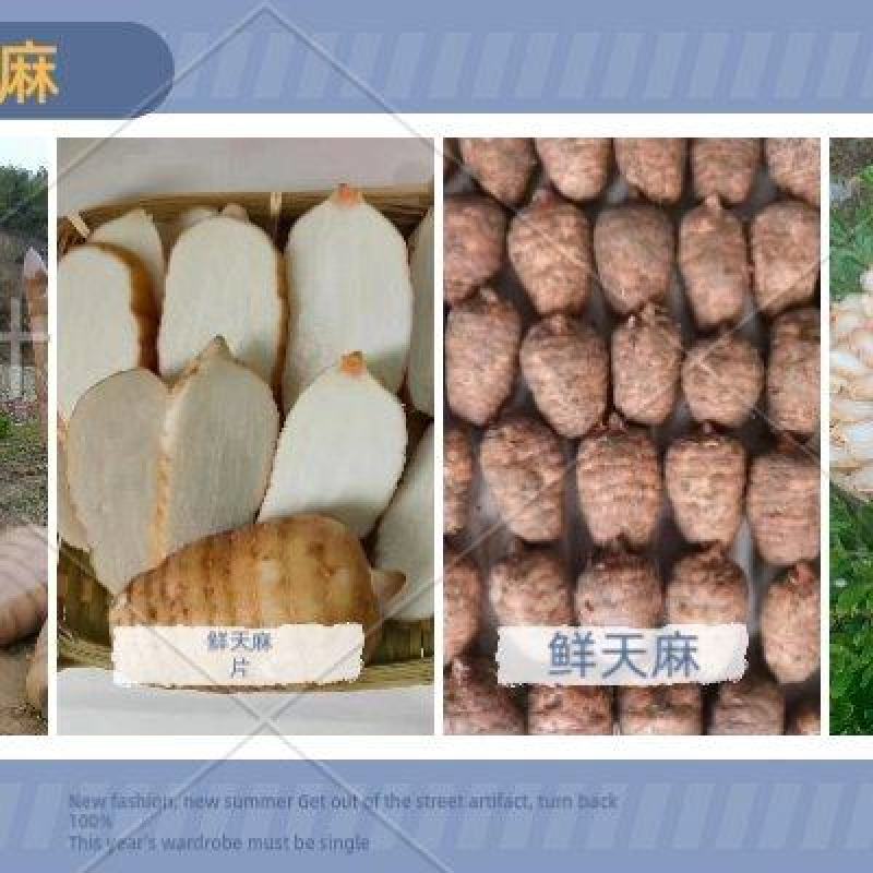 【实力推荐】昭通天麻产地直发可视频看货对接全国品质保证