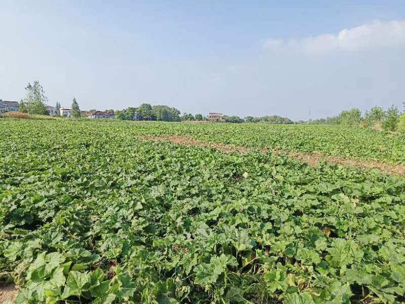 冬瓜地里采摘场景