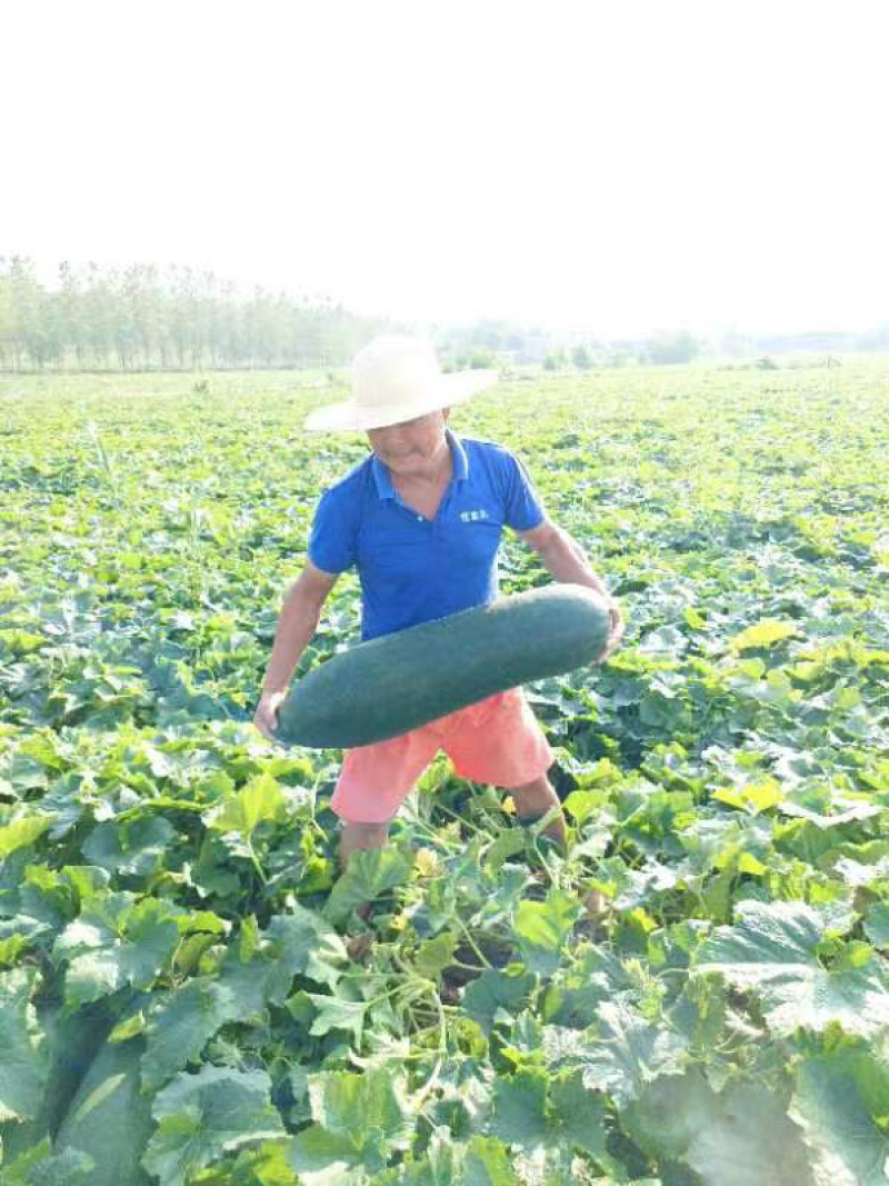 安徽精品地冬瓜，黑皮长条冬瓜，基地现货直发对接全国批发