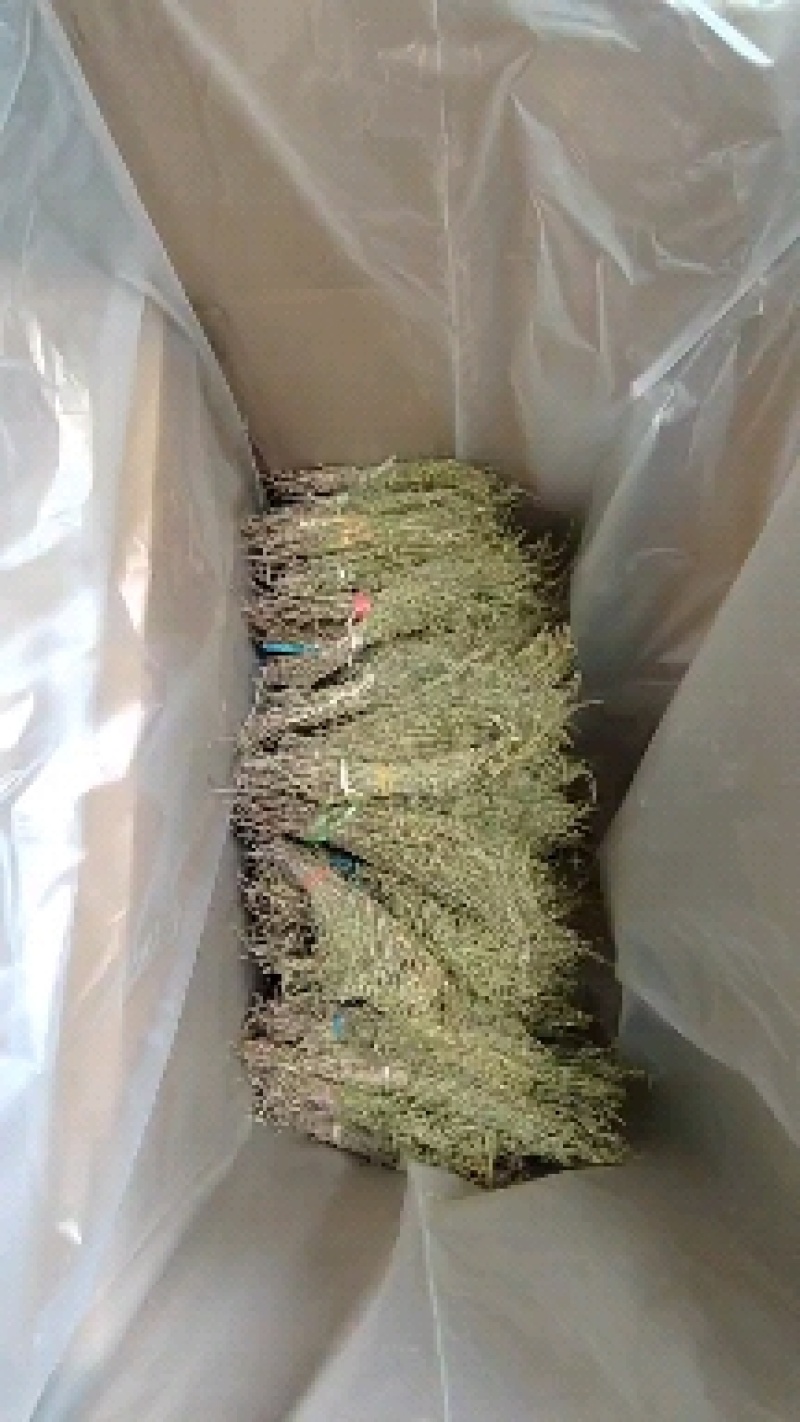 独脚金疳积草独角金一件代发大货批发
