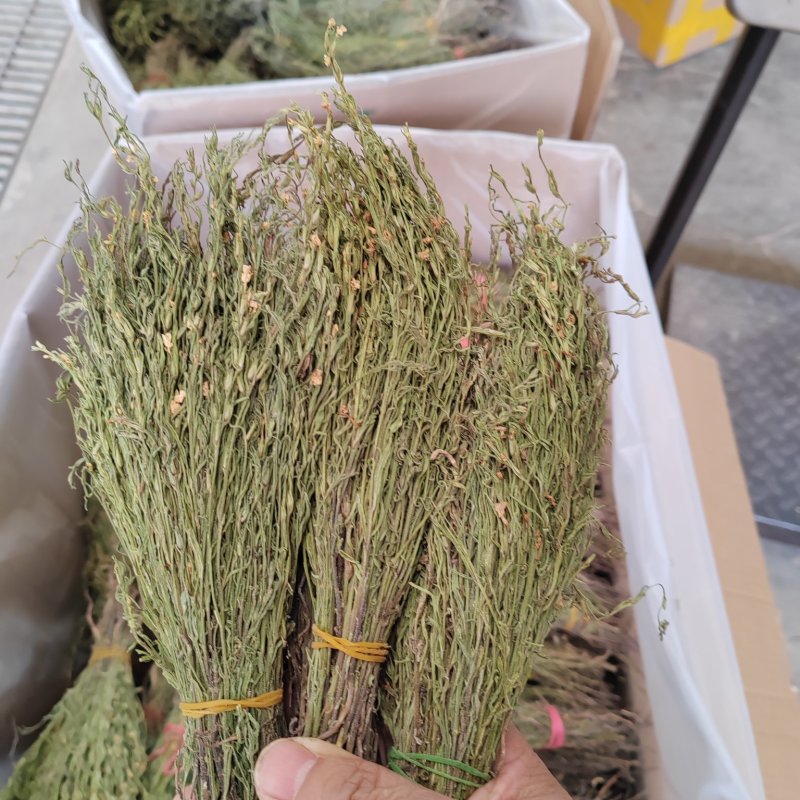 独脚金疳积草独角金一件代发大货批发