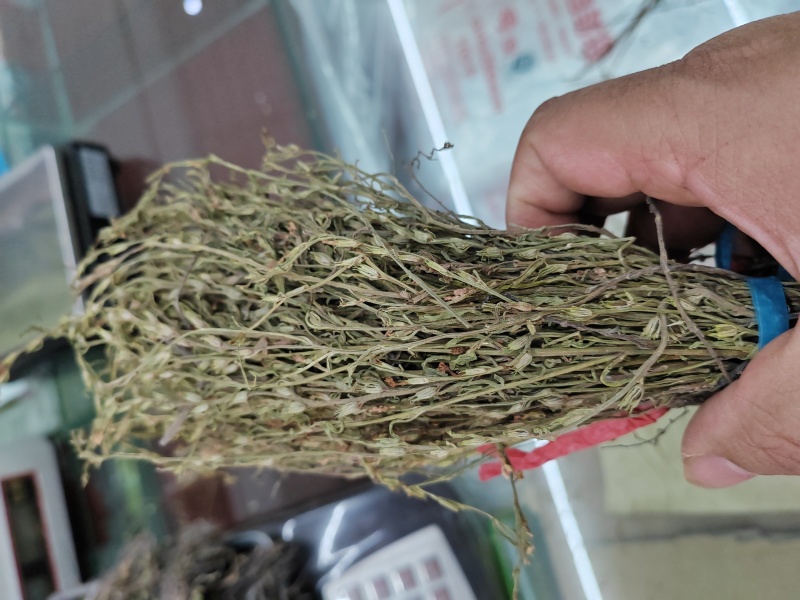 独脚金疳积草独角金一件代发大货批发