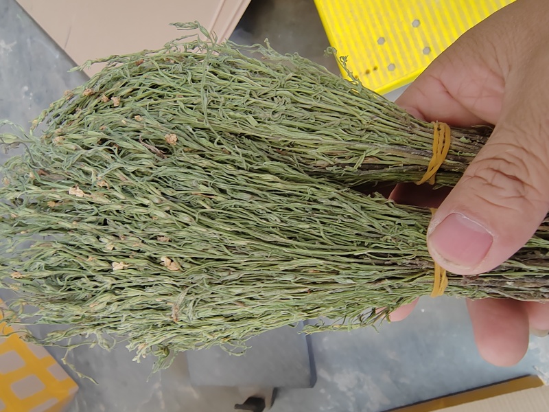 独脚金疳积草独角金一件代发大货批发