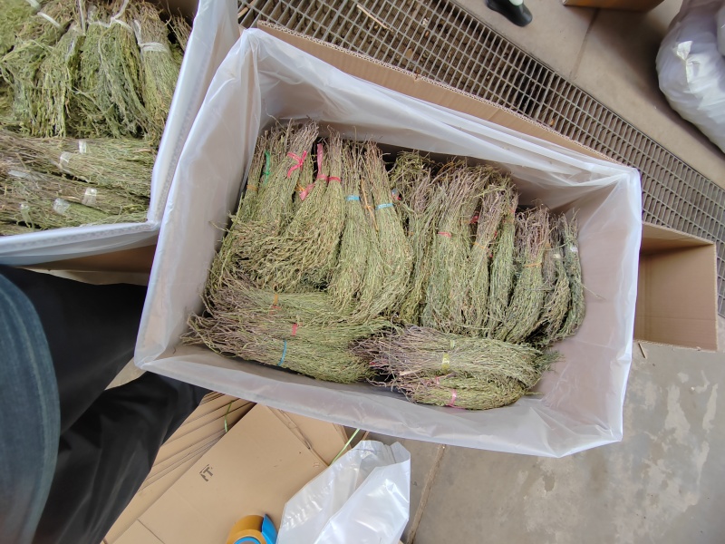 独脚金疳积草独角金一件代发大货批发