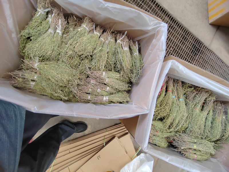独脚金疳积草独角金一件代发大货批发