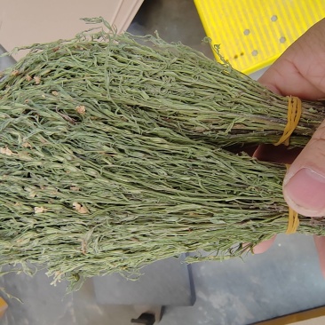 独脚金疳积草独角金一件代发大货批发