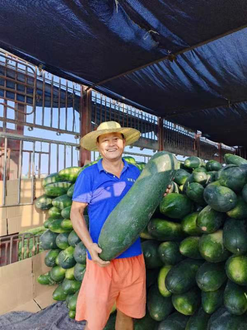 【黑皮地冬瓜】安徽地冬瓜基地大量新鲜上市，保质保量