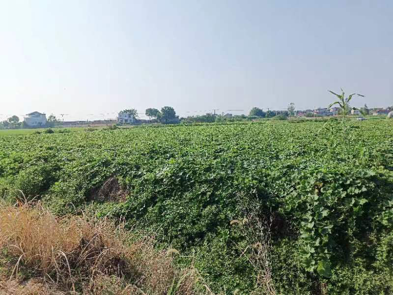 【黑皮地冬瓜】安徽地冬瓜基地大量新鲜上市，保质保量